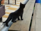 Mourek